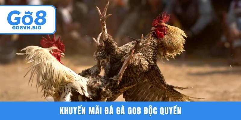 Khuyến mãi đá gà GO8 độc quyền