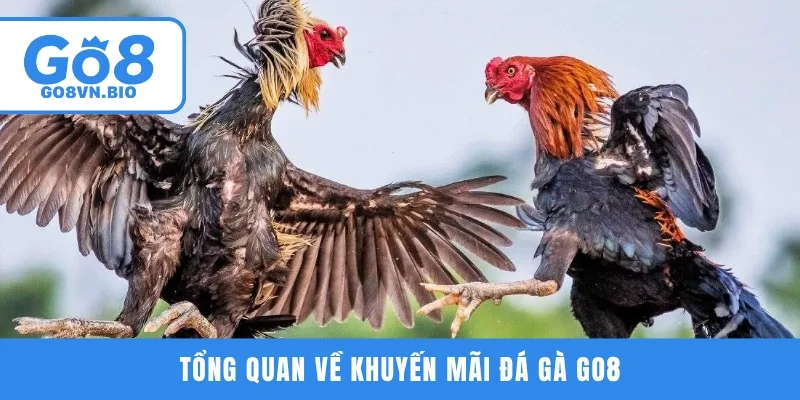 Tổng quan về khuyến mãi đá gà GO8