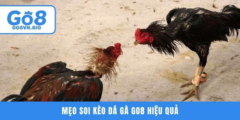 Mẹo soi kèo đá gà GO8 hiệu quả