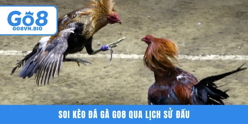 Soi kèo đá gà GO8 qua lịch sử đấu